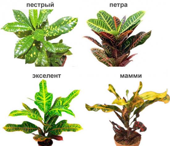 Krotoni siirdamine kodus