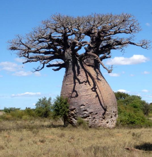 baobab