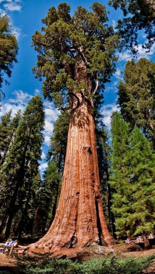 Sequoia kindral Sherman