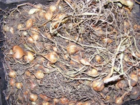 sibula koristamine