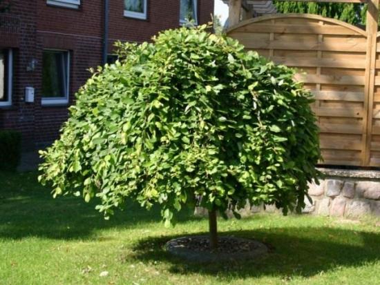 kuidas paju välja näeb?