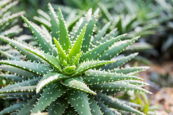 aloes