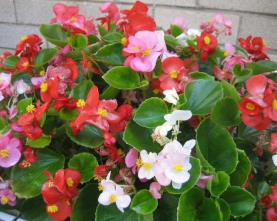 begonia