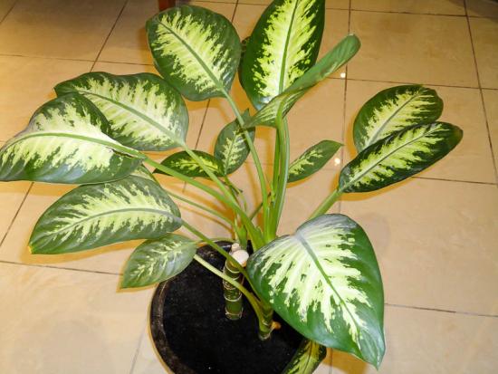 Diefenbachia