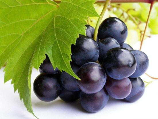 winogrono