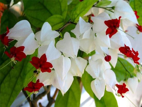 klerodendrum