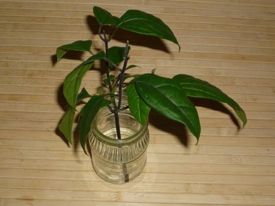 klerodendrumi pistikud