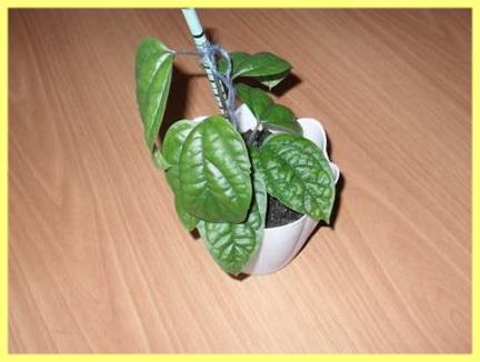klerodendrumi siirdamine
