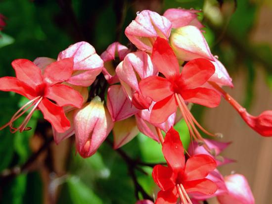 klerodendrum geniaalne