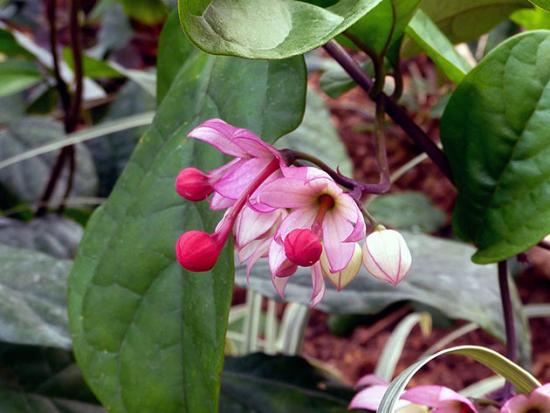 ilus klerodendrum