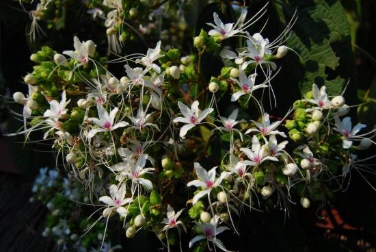klerodendrum hiina lõhnav
