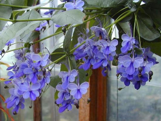 klerodendrum uganda