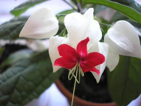 klerodendrum
