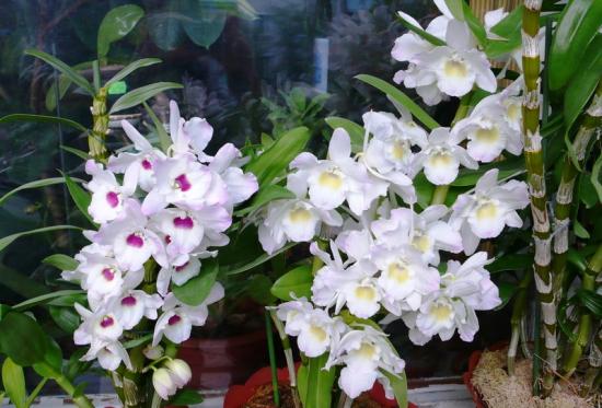 orchideje dendrobium mobilní