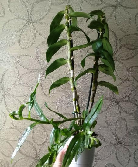 orchideje dendrobium