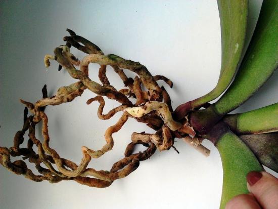 orchideje dendrobium