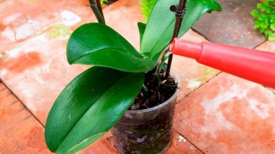 orchideje dendrobium