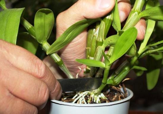 orchideje dendrobium
