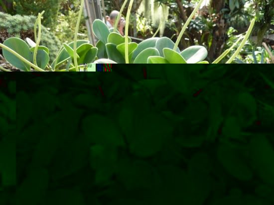 Peperomia magnoliafolia, omadused 