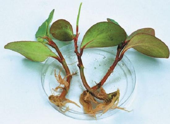 Peperomia magnoliafolia, omadused 