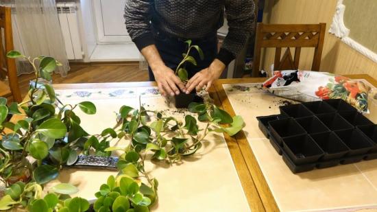 Peperomia magnoliafolia, omadused 
