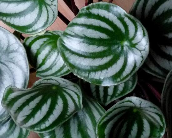 Peperomia magnoliafolia, omadused 
