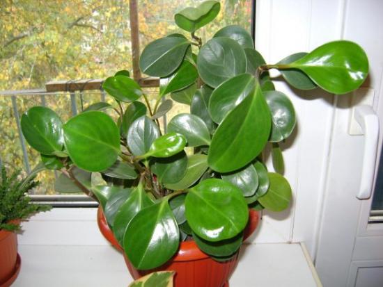 Peperomia magnoliafolia, omadused 