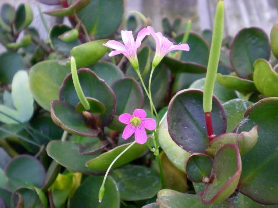 Peperomia magnoliafolia, omadused 