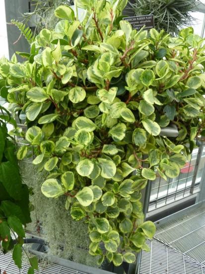 Peperomia magnoliafolia, omadused 
