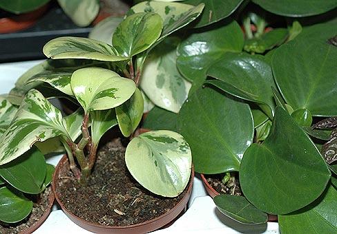 Peperomia magnoliafolia, omadused 
