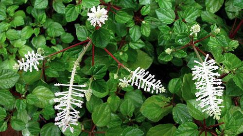 Peperomia magnoliafolia, omadused 