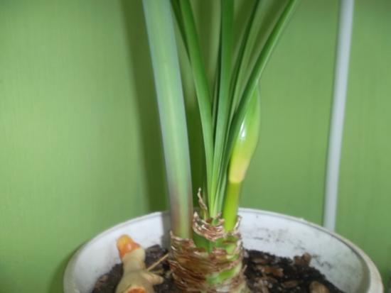 amaryllis viskas noole välja
