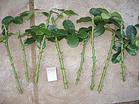 rooside paljundamine pistikutega