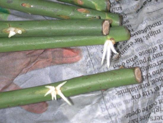 rooside paljundamine pistikutega sügisel