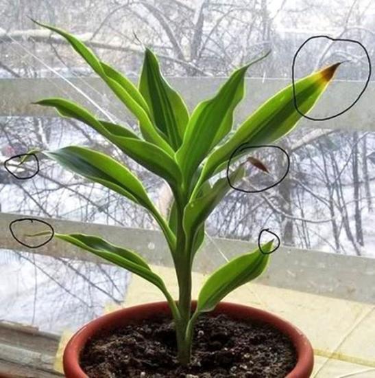 ใบ Dracaena กำลังแห้งเหือด