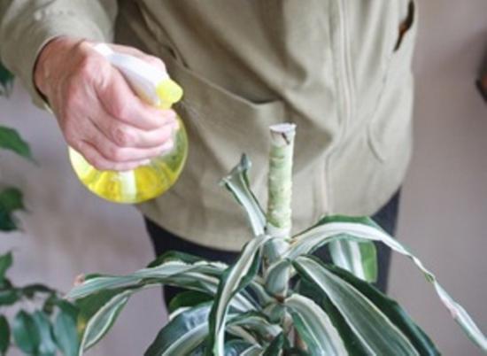 การฉีดพ่น Dracaena