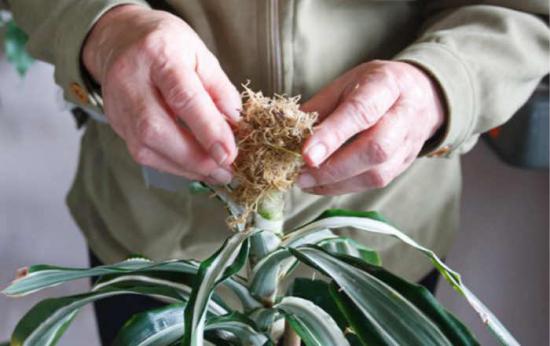 การตัดแต่งกิ่ง Dracaena