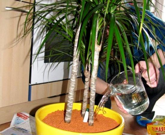 รดน้ำ Dracaena