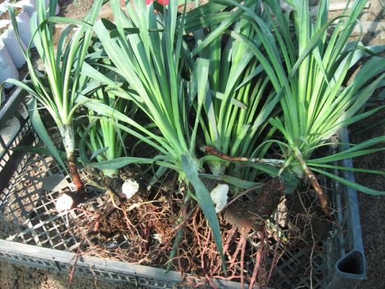 istuta yucca