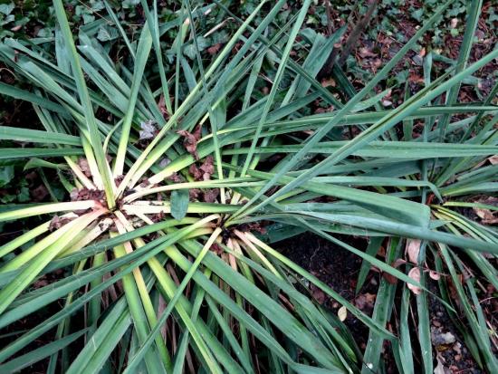 yucca