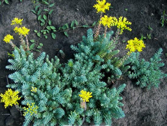 sedum refleks