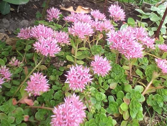 sedum