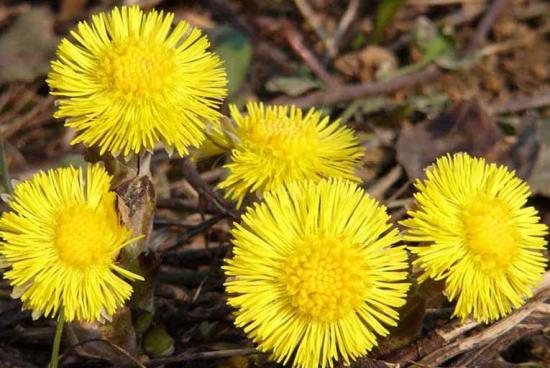 cotsfoot
