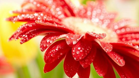 gerbera