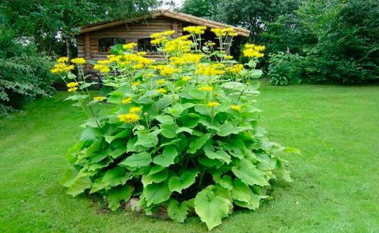 elecampane