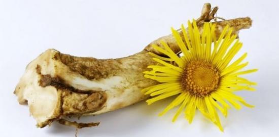 elecampane juured ja lilled