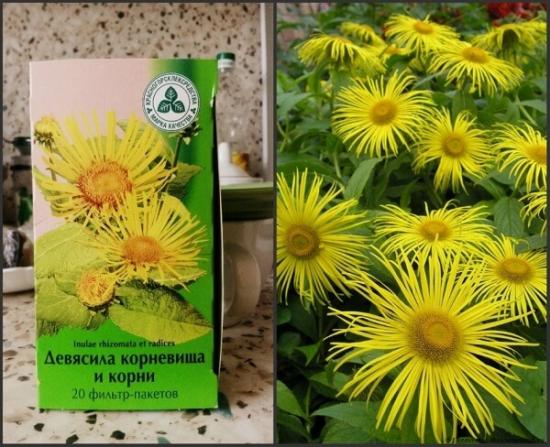 elecampane apteegis