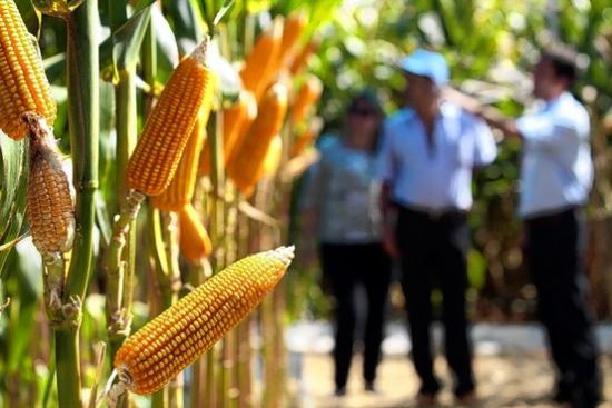 gmo seemned