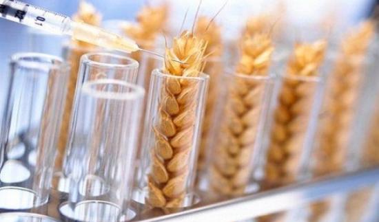 gmo seemned