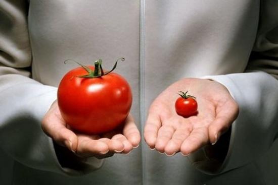 gmo seemned